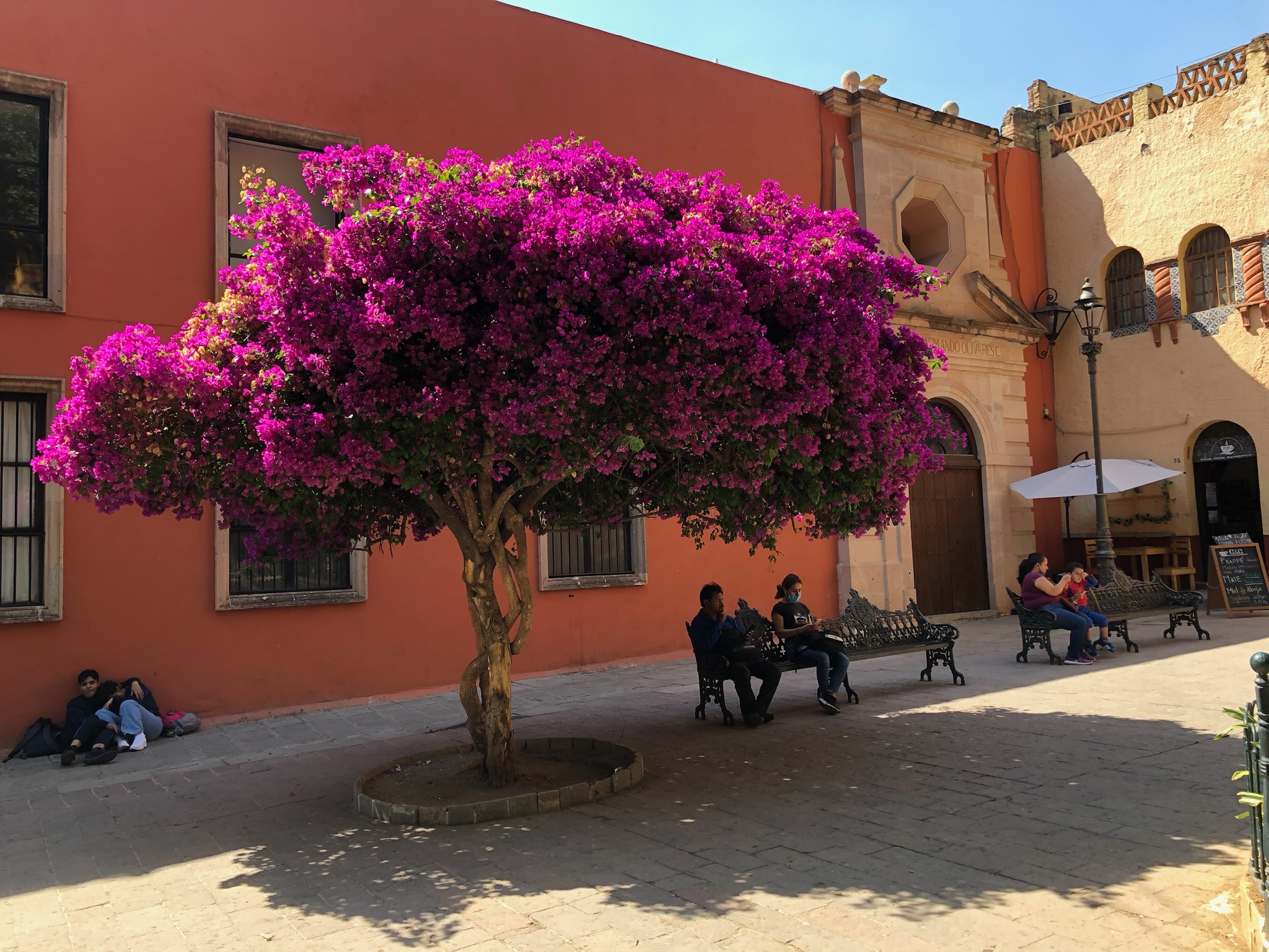 Fargerik meksikansk plass med bougainvillea-blomster