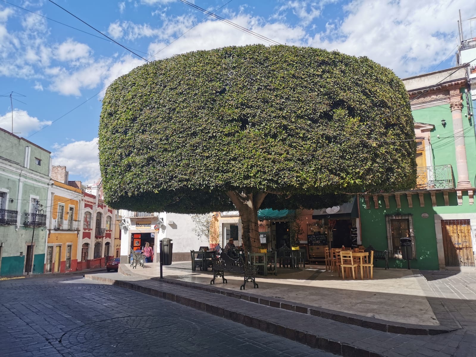 Plaza med klippet tre i sentrum